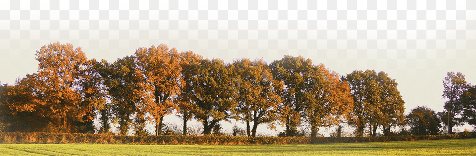Tree Line Royalty Tree Trunk, Plant, Outdoors, Nature Free Transparent Png