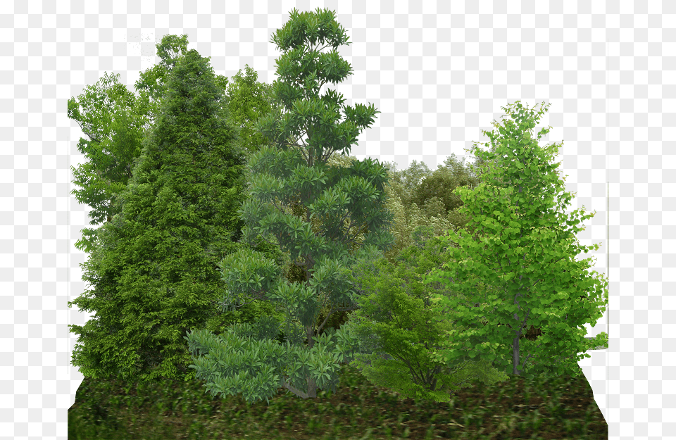 Tree Line Shortleaf Black Spruce, Conifer, Fir, Pine, Plant Png Image