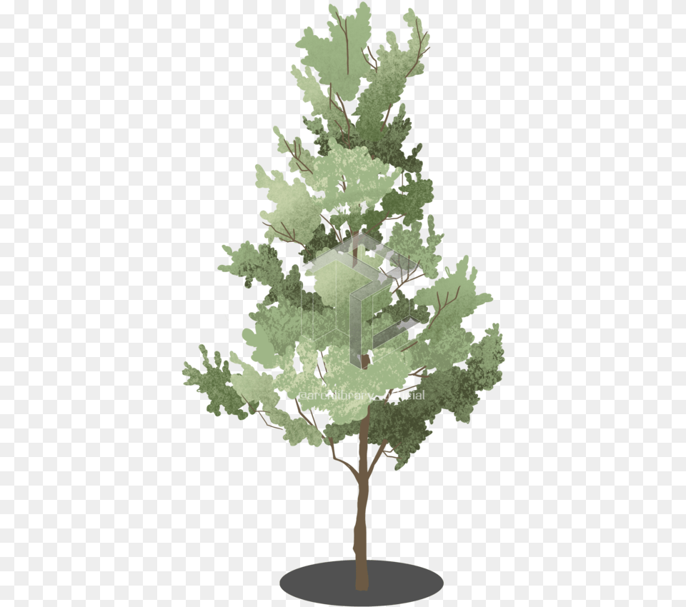 Tree Lodgepole Pine, Plant, Vegetation, Person Free Png