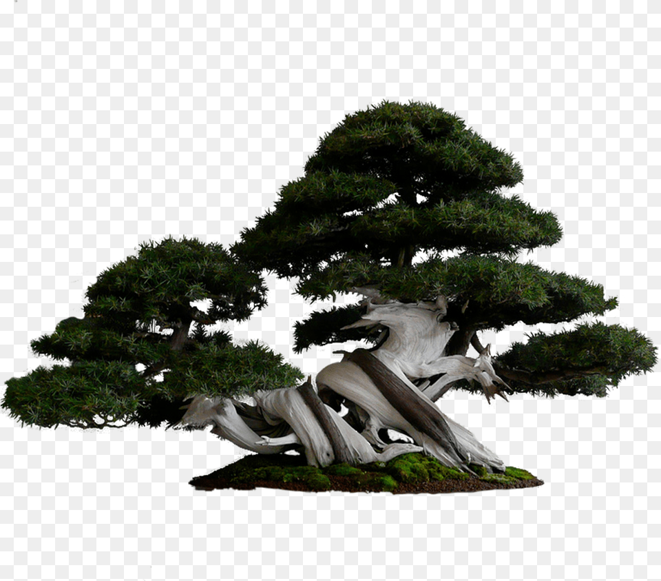 Tree Logo Intro Banner Images Backgrounds For Bonsai Pine Tree Png