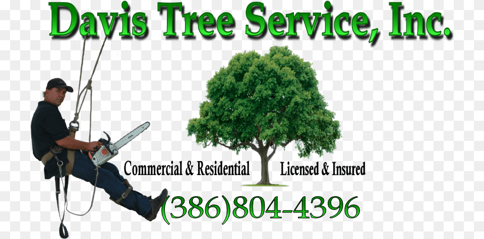 Tree Logou2013davis U2013 Davis Tree Service Tree Removal Tree Service Logo, Plant, Vegetation, Adult, Male Free Png