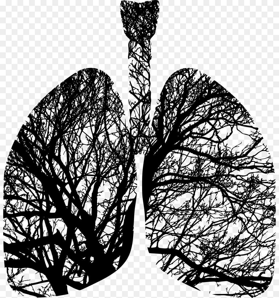 Tree Lung, Gray Free Transparent Png