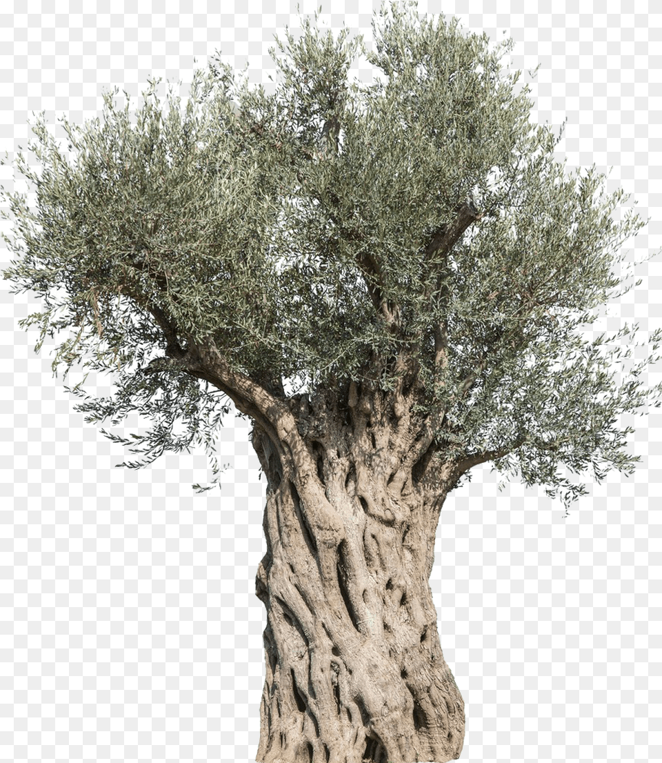 Tree Mediterranean Cuisine Branch Transparent Old Olive Tree, Plant, Tree Trunk, Potted Plant, Vegetation Png