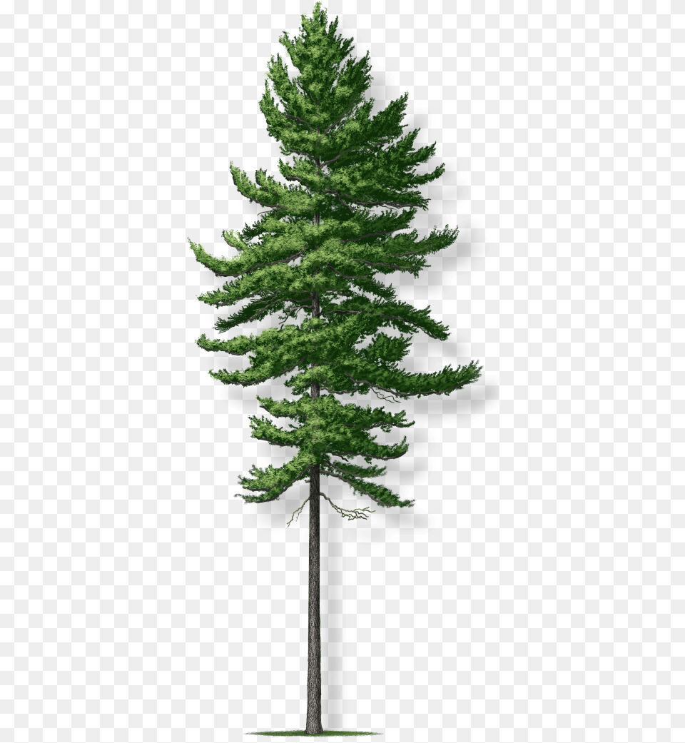 Tree Montgomery Mature White Pine Tree, Conifer, Fir, Plant Png