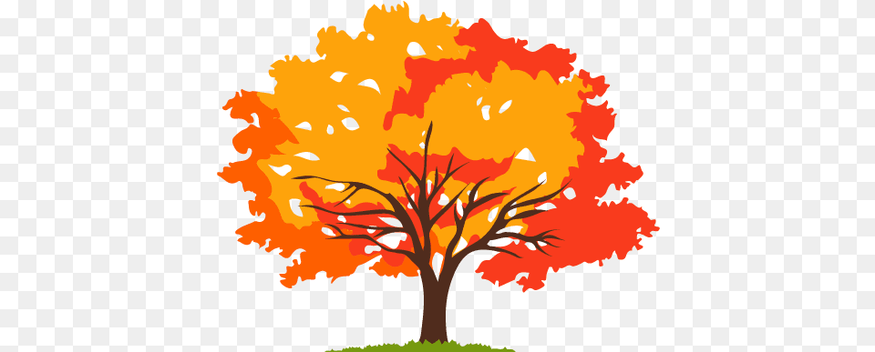 Tree Montgomery Tree, Maple, Plant, Leaf, Person Png