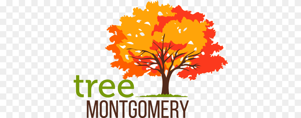 Tree Montgomery Tree Montgomery, Leaf, Maple, Plant, Vegetation Free Png