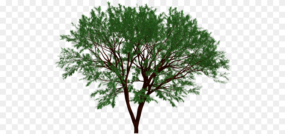 Tree Nature Garden Forest Leaf Leaves Natural Portable Network Graphics, Oak, Plant, Sycamore, Vegetation Free Transparent Png