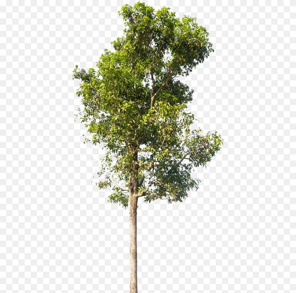 Tree Neem Tree Hd, Plant, Tree Trunk, Oak, Sycamore Free Png