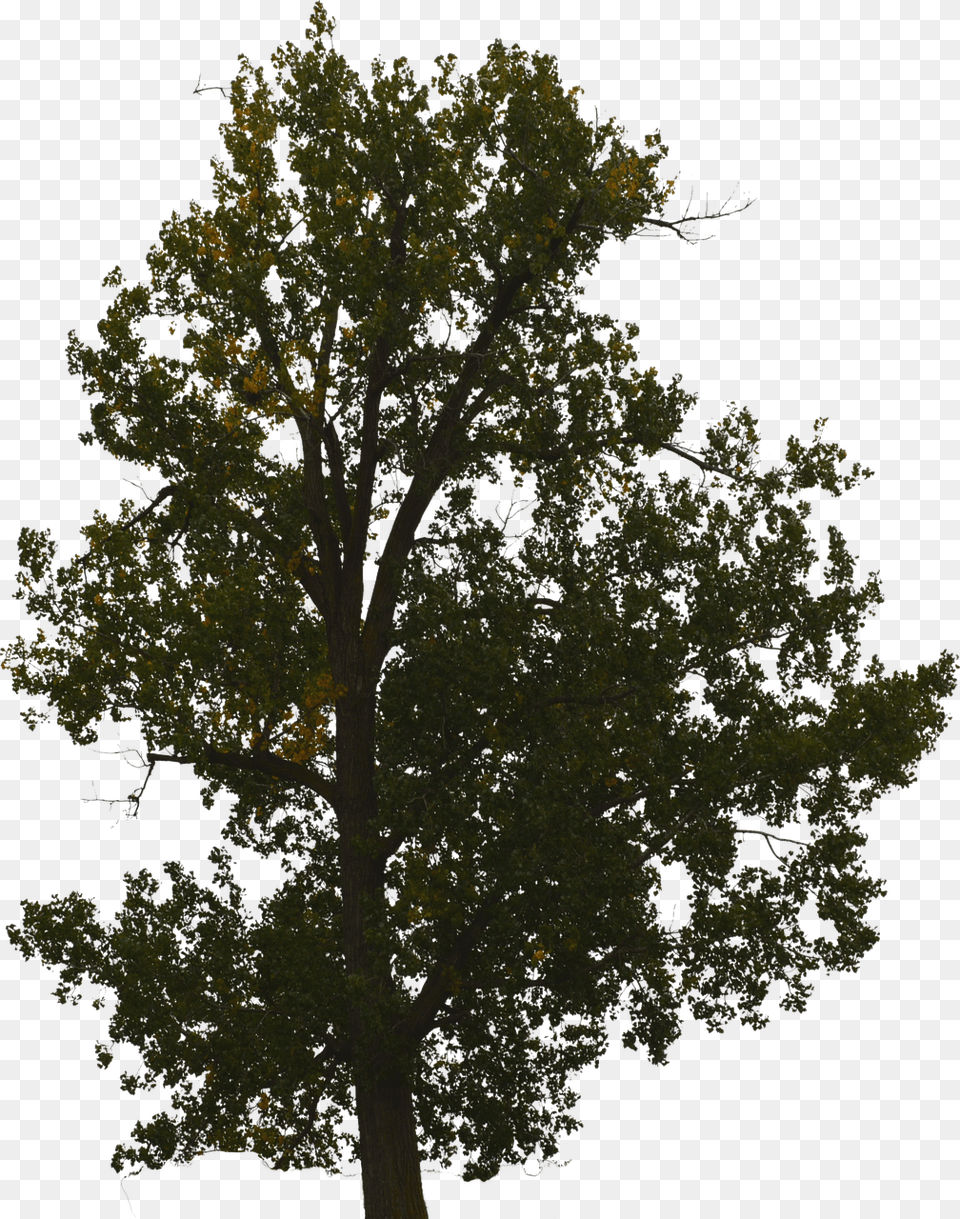 Tree No Background, Oak, Plant, Sycamore, Tree Trunk Free Transparent Png