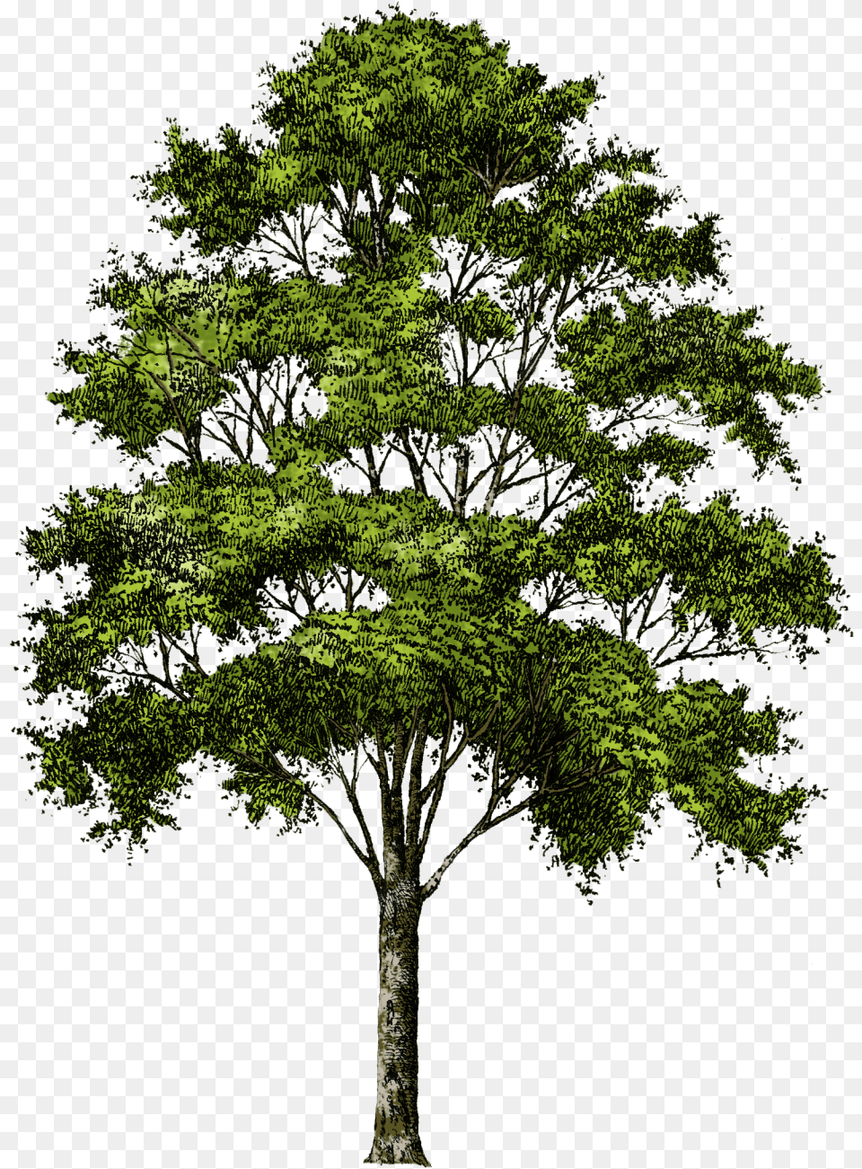 Tree No Background, Oak, Plant, Sycamore, Tree Trunk Free Png Download
