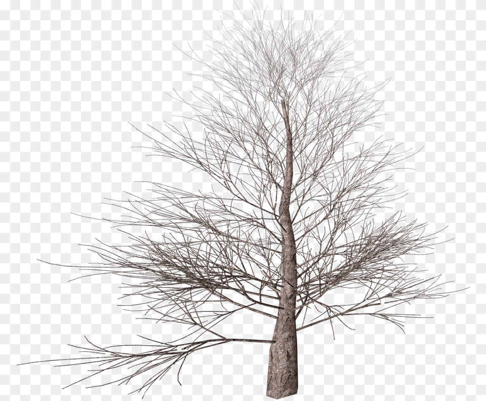 Tree No Leaves, Plant, Tree Trunk, Nature, Outdoors Free Png Download