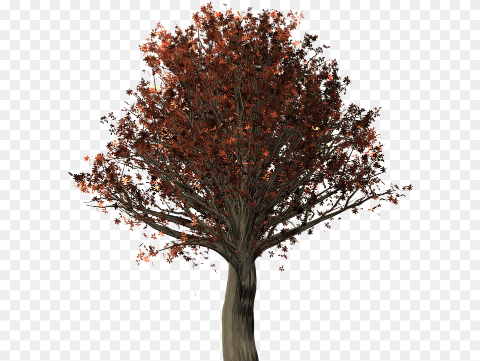 Tree Oak Oak Tree Quercus Fall Leaves Fall Colors Northern Red Oak, Maple, Plant Png