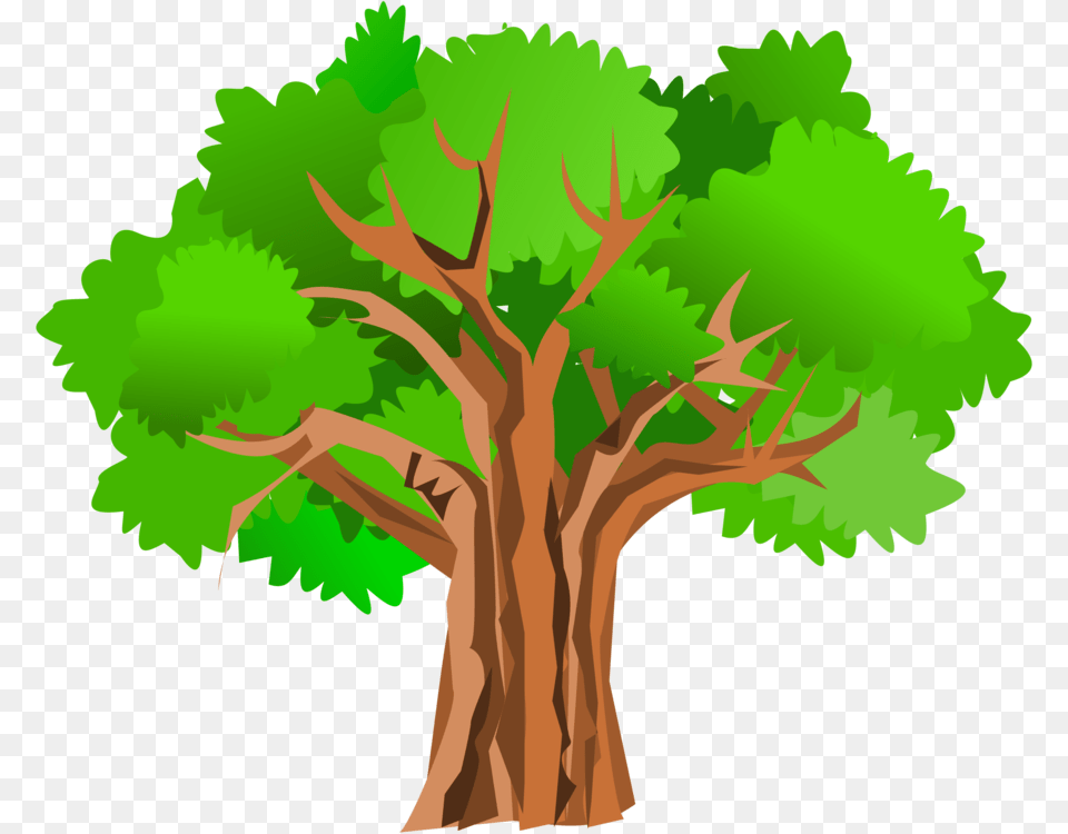 Tree Oak Trunk Drawing, Plant, Tree Trunk, Sycamore, Vegetation Free Png Download