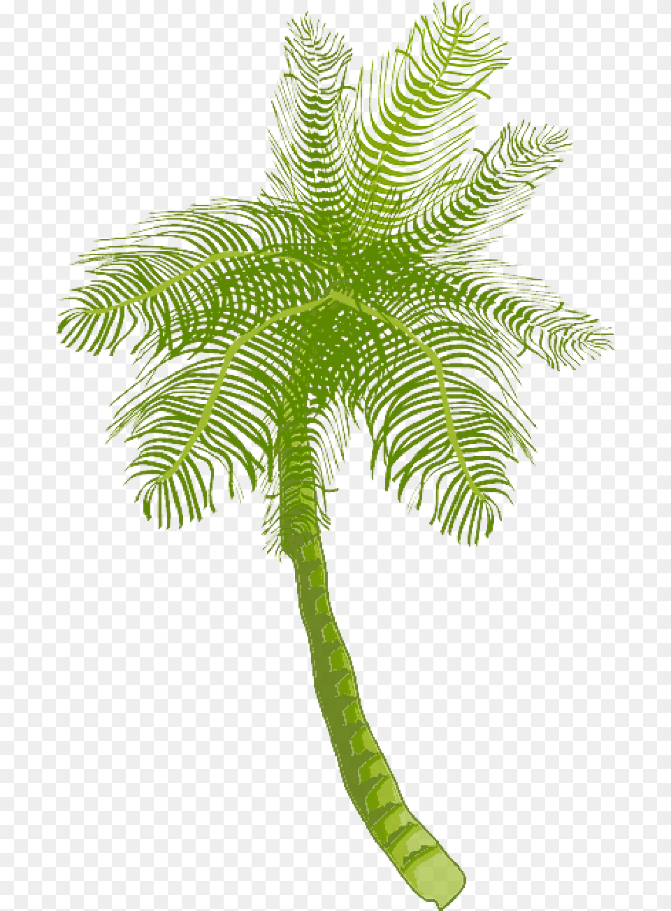 Tree Ocean Summer Vacation Beach Palm Leaf Coconut Tree Clip Art, Fern, Palm Tree, Plant Free Png Download