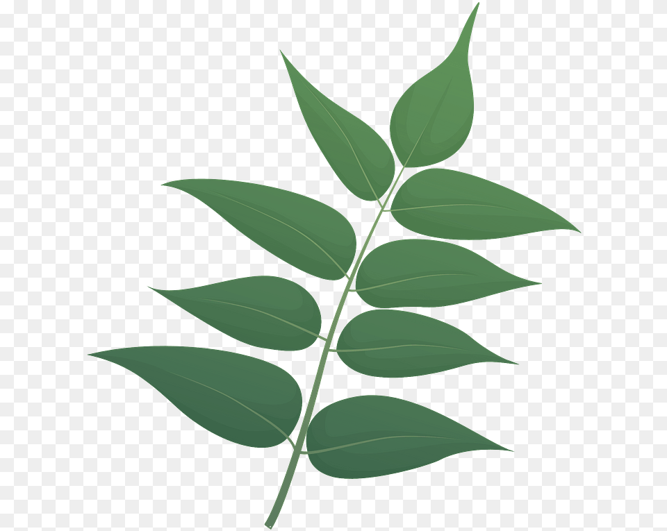 Tree Of Heaven Green Leaf Clipart Download Ilex Decidua, Herbal, Herbs, Plant Free Transparent Png