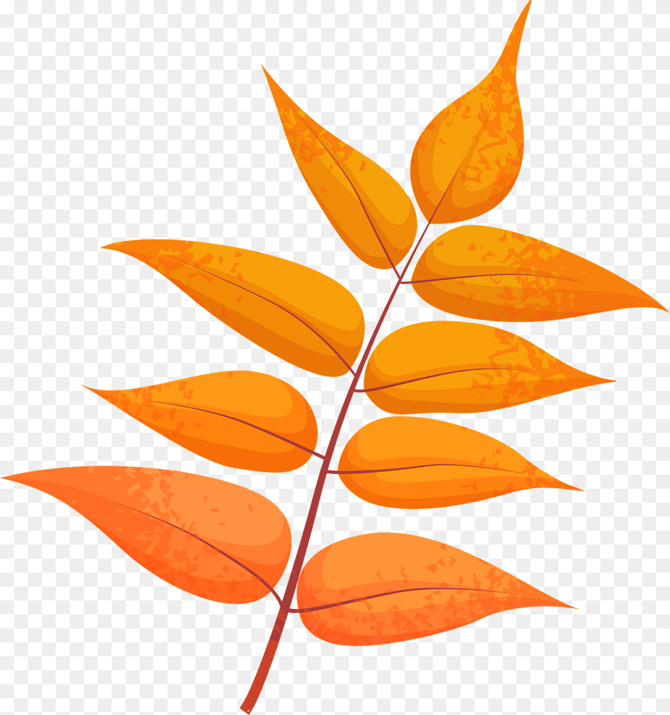 Tree Of Heaven Red Leaf Clipart, Plant, Flower Png Image