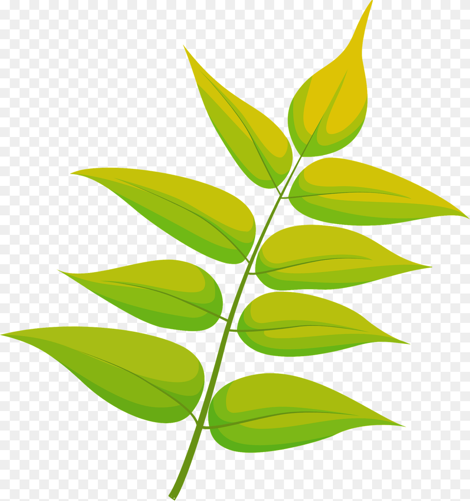 Tree Of Heaven Yellow Leaf Clipart, Green, Plant Png Image