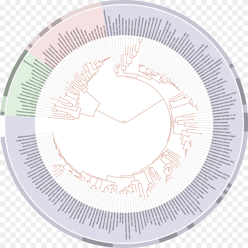 Tree Of Life Last Universal Common Ancestor Chart, Disk, City Free Png