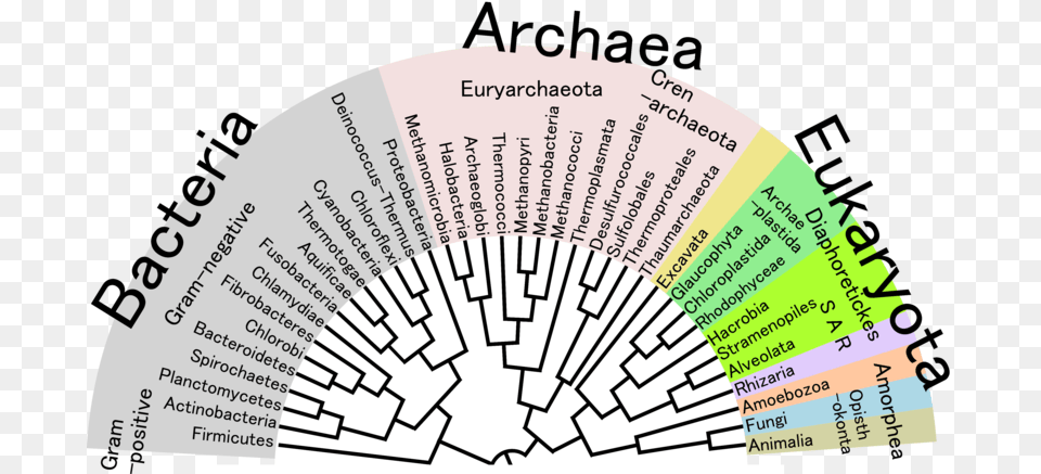 Tree Of Life Phylogenetic Tree Of Life, Chart, Plot, Business Card, Paper Free Transparent Png