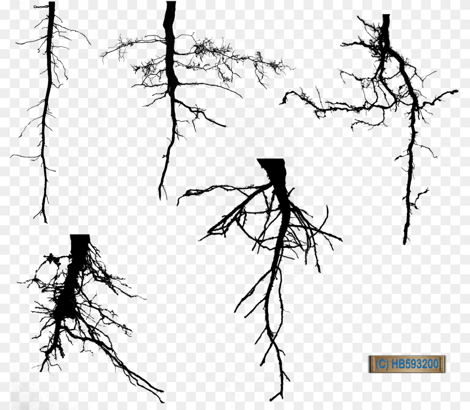 Tree Of Life With Roots Clipart Clipart Transparent, Outdoors, Nature Free Png Download
