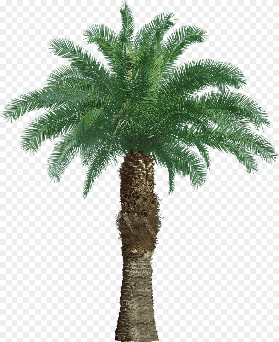 Tree Oil Palm, Palm Tree, Plant Free Transparent Png