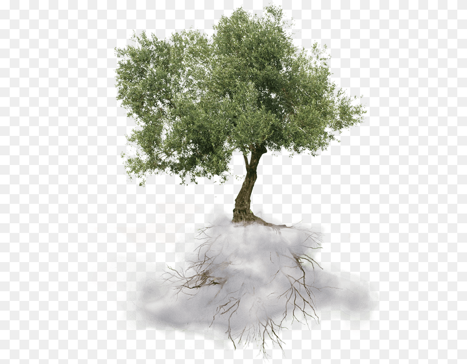 Tree Olive Tree, Plant, Potted Plant, Oak, Sycamore Png