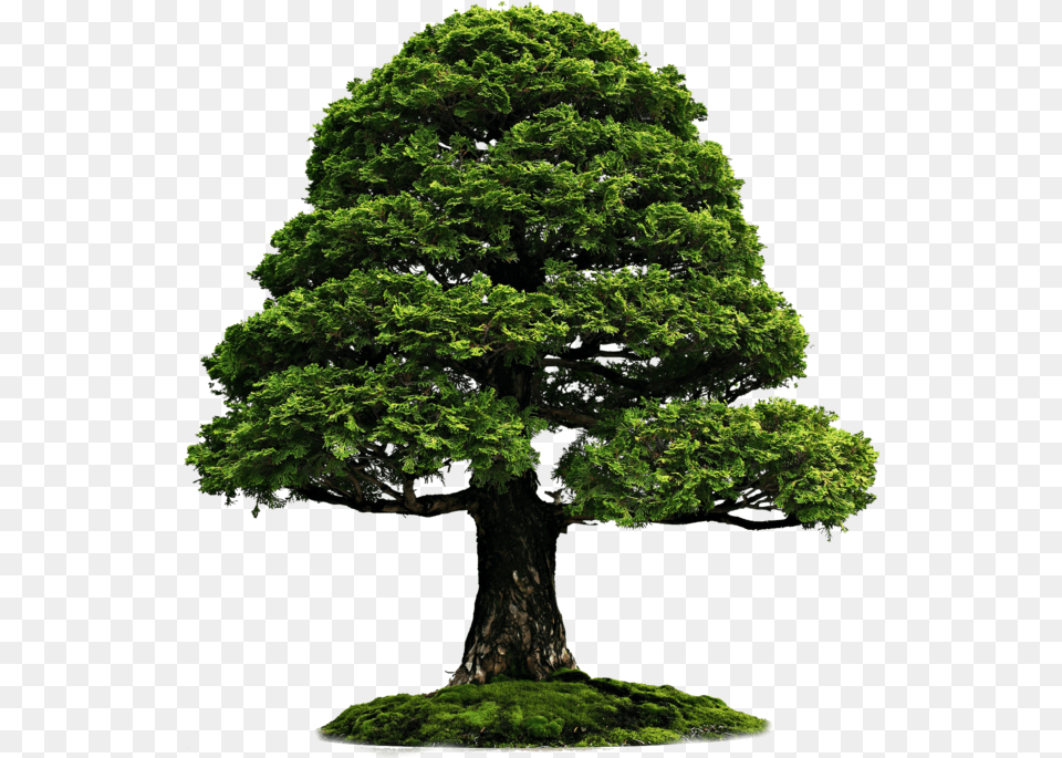 Tree On Grass Bonsai, Green, Plant, Potted Plant, Tree Trunk Png