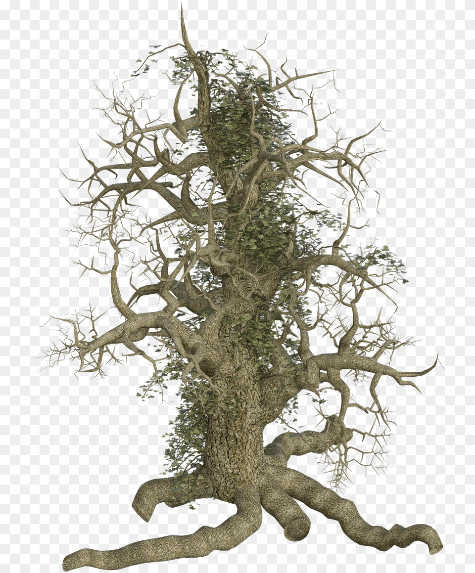 Tree Out Root, Plant, Wood, Tree Trunk Png