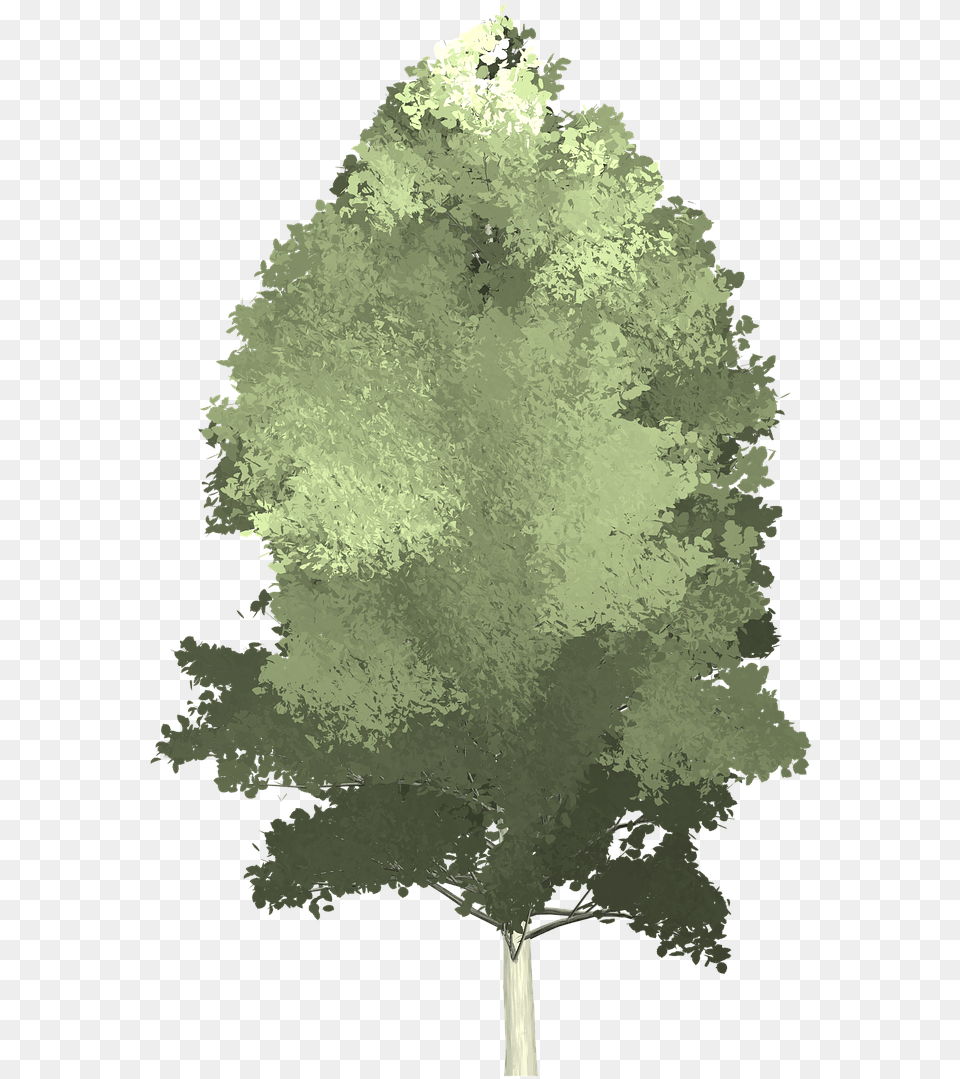 Tree Painting Aspen Trees Juniper, Plant, Fir, Vegetation, Conifer Free Png Download