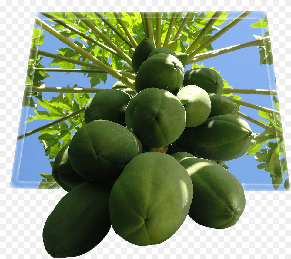 Tree Papaya, Food, Fruit, Plant, Produce Png