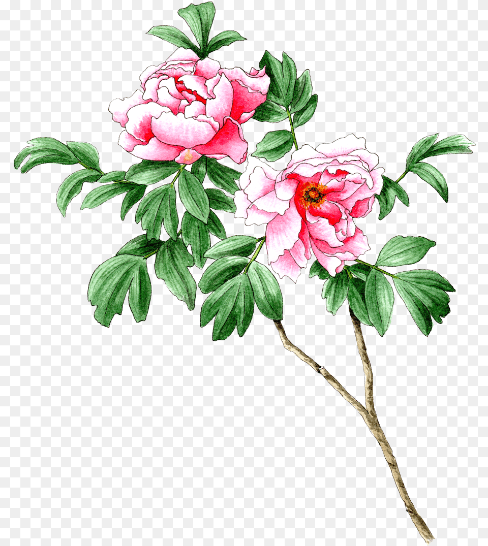 Tree Peony, Flower, Pattern, Plant, Rose Free Transparent Png