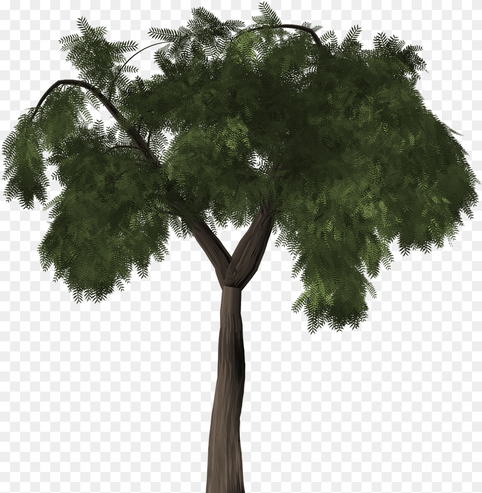 Tree Pepper Tree Peppertree Molle, Plant, Tree Trunk, Oak, Sycamore Png
