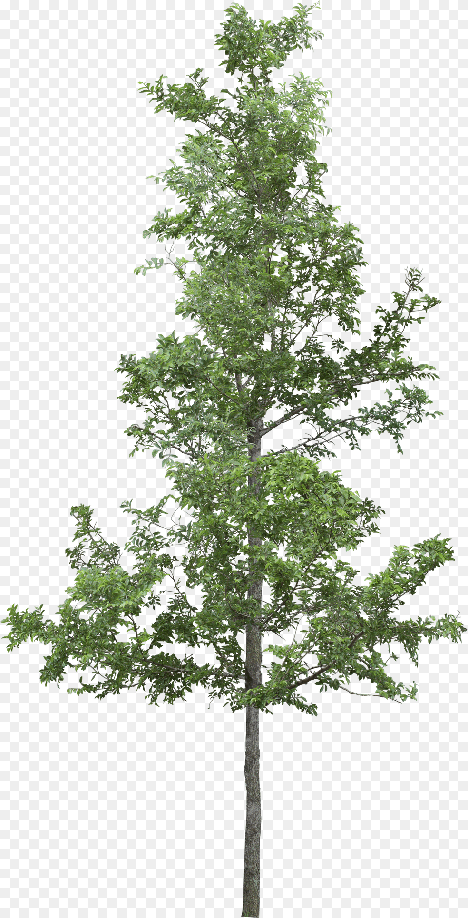 Tree Photoshop Png Image