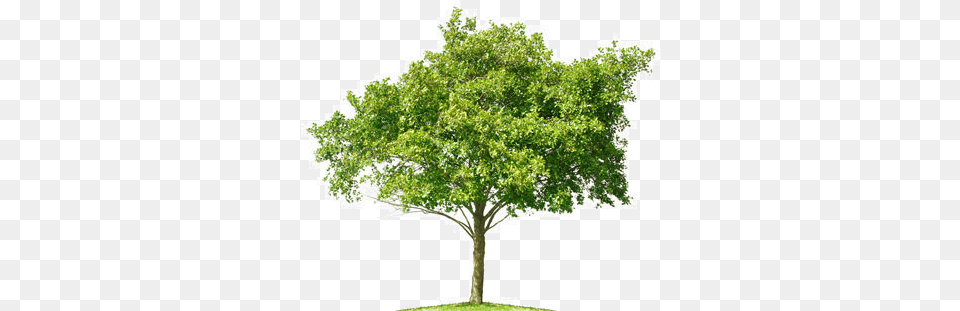 Tree Photoshop Cut Out, Oak, Plant, Sycamore, Maple Png