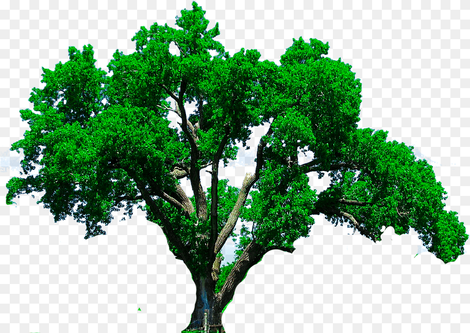 Tree Photoshop Editing Cb Edits New Background Oak Tree, Green, Plant, Sycamore, Tree Trunk Free Transparent Png