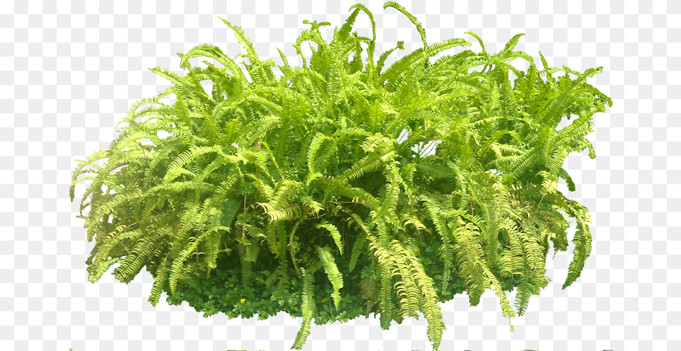 Tree Photoshop Forest Plants Rendering Forest Plant, Fern, Moss, Vegetation Png Image