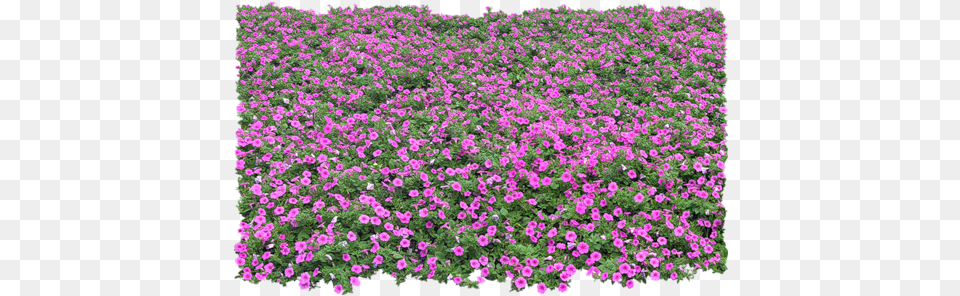 Tree Photoshop Ground Cover Plants, Flower, Geranium, Plant, Purple Free Transparent Png