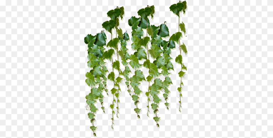 Tree Photoshop Photoshop Help Ivy Plants Foliage Green Creepers Plant, Leaf, Vine Png