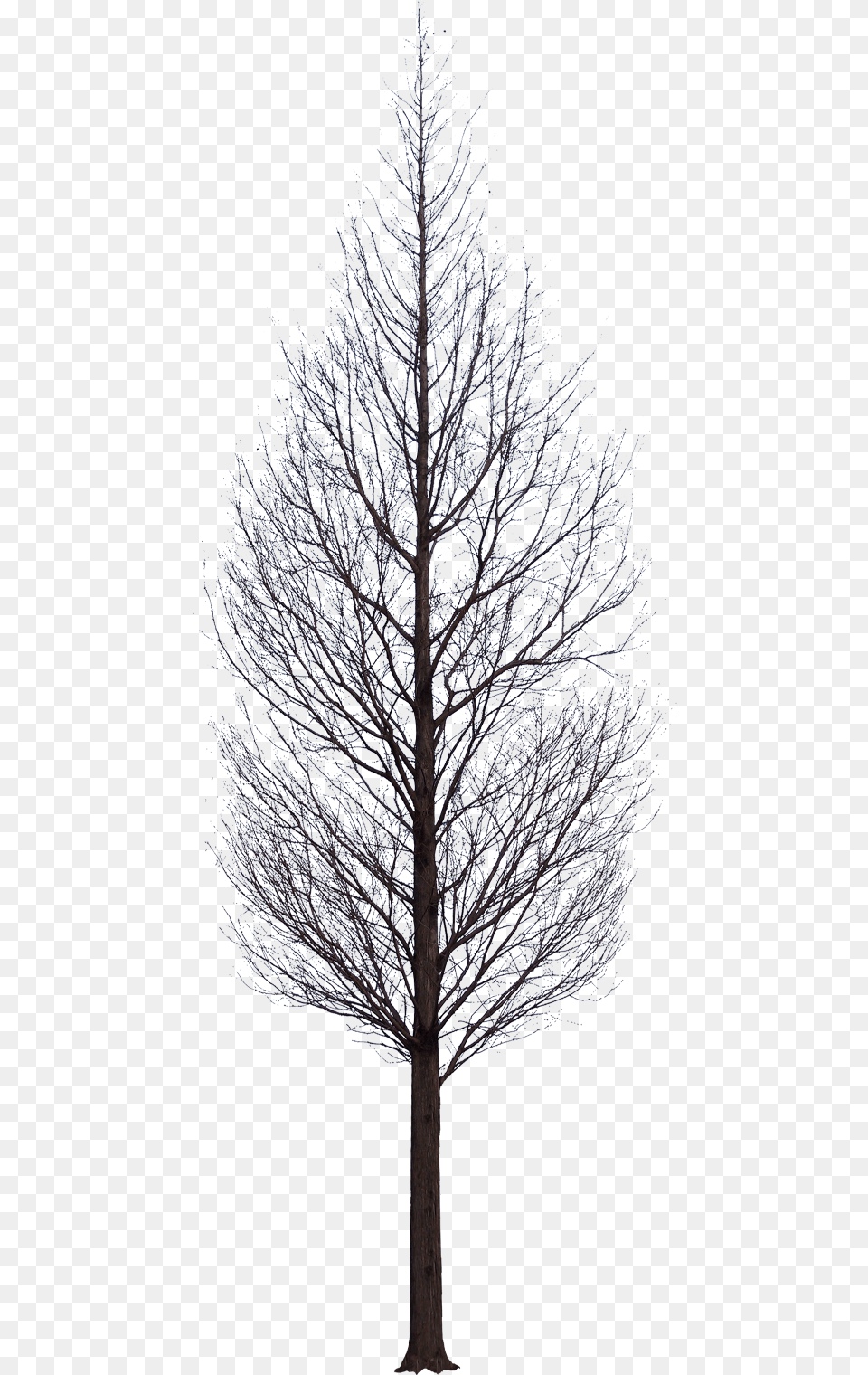 Tree Photoshop Tree Black, Weather, Plant, Outdoors, Nature Free Png