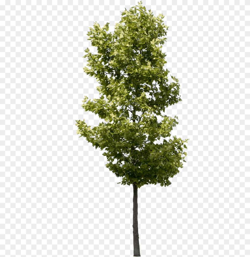 Tree Pics High Quality, Leaf, Maple, Oak, Plant Free Png Download