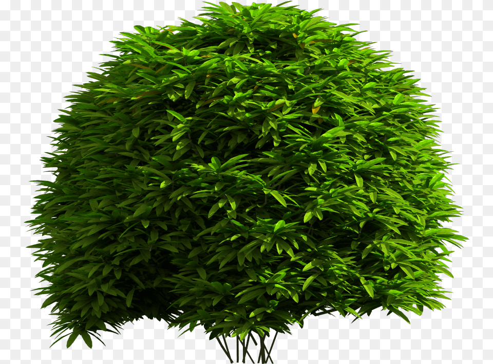 Tree Picsart, Conifer, Green, Moss, Plant Free Transparent Png