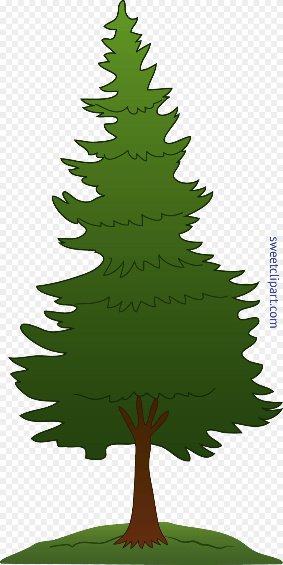 Tree Pine Clip Art, Fir, Plant, Conifer, Person Png