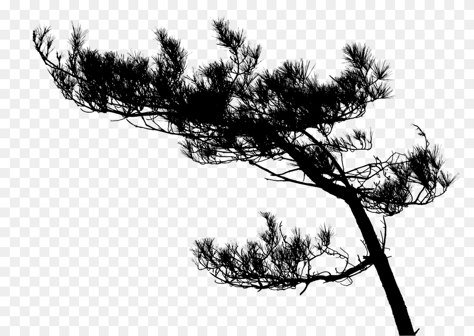 Tree Pine Silhouette Image On Pixabay Tree Silhouette High Res, Art, Outdoors, Nature, Drawing Png