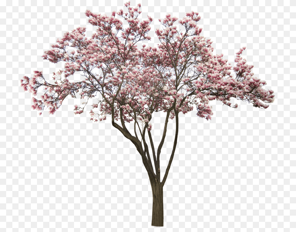 Tree Pink Pinktree Cherry Cherrytree Park Freetoedit Americanmuslim, Flower, Plant, Cherry Blossom Png Image