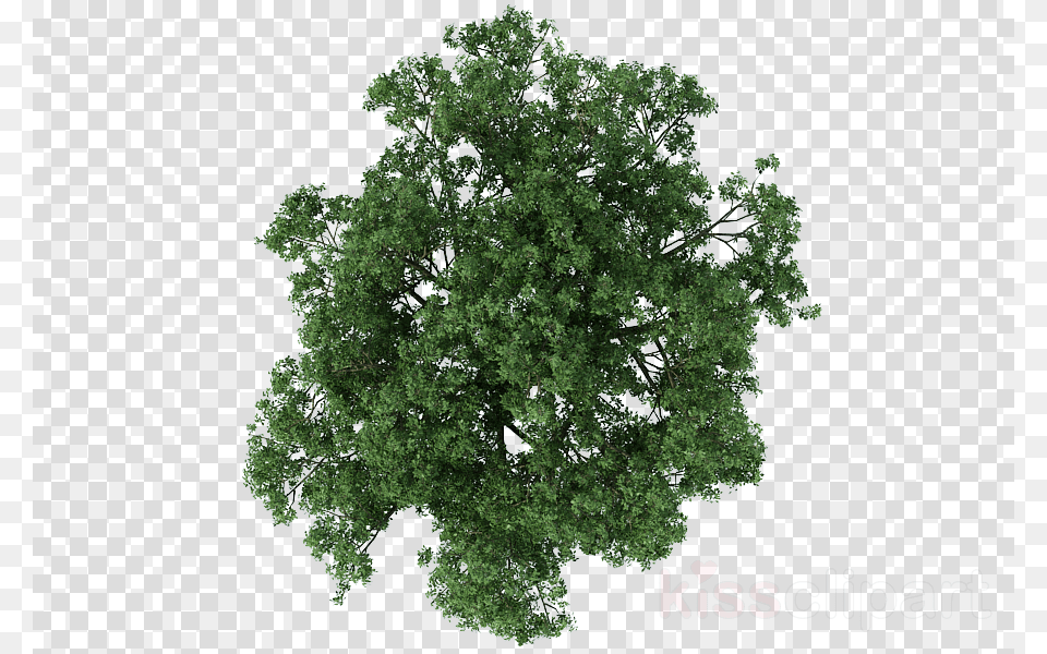 Tree Plan Clipart Architecture Tree In Plan, Oak, Plant, Potted Plant, Sycamore Png