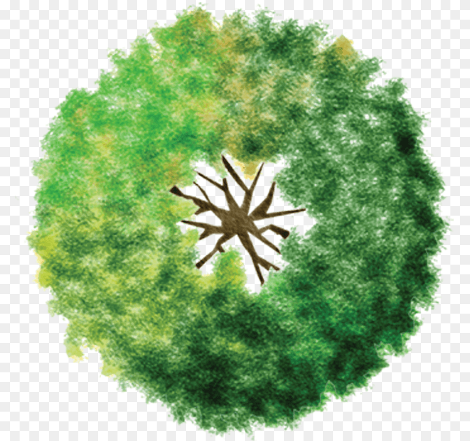 Tree Plan Drawing, Moss, Green, Plant, Leaf Png