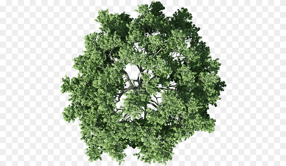 Tree Plan Shrub Free Transparent Transparent Tree Top, Green, Oak, Plant, Sycamore Png Image