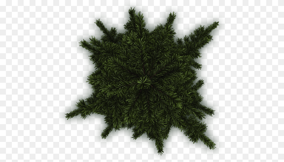 Tree Plan Texture Spruce Pine Fir, Woodland, Vegetation, Plant, Outdoors Free Png