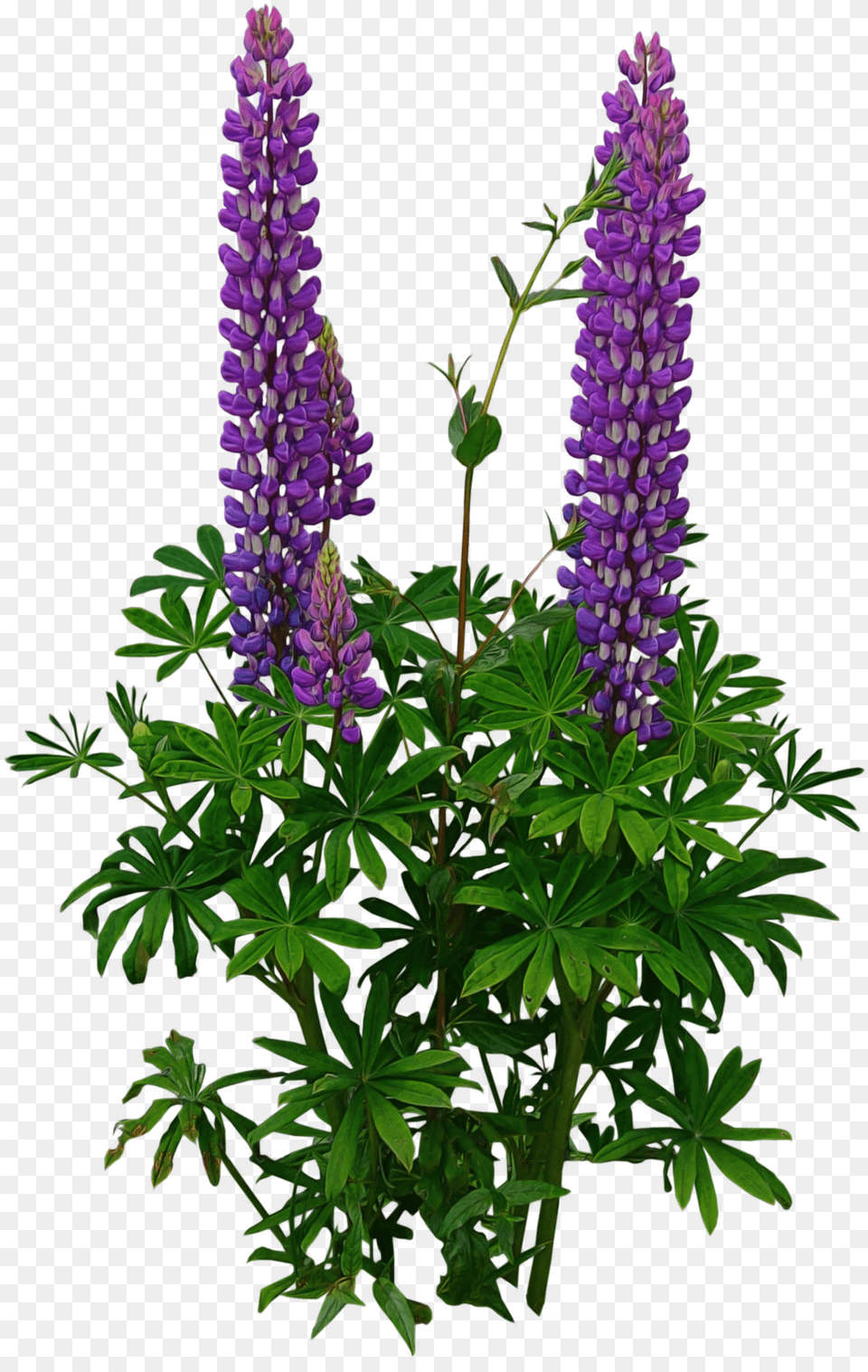 Tree Plan Tree Psd Photoshop Images Photoshop Lupine, Flower, Lupin, Plant, Geranium Free Png