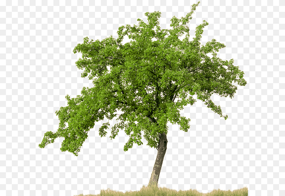 Tree Plan Tree With White Background, Oak, Plant, Sycamore, Tree Trunk Png Image